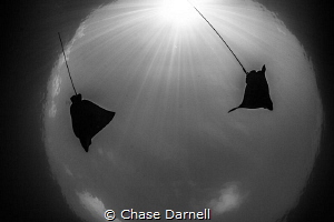 "The Globe"
Eagle Rays dancing in the sun rays. by Chase Darnell 